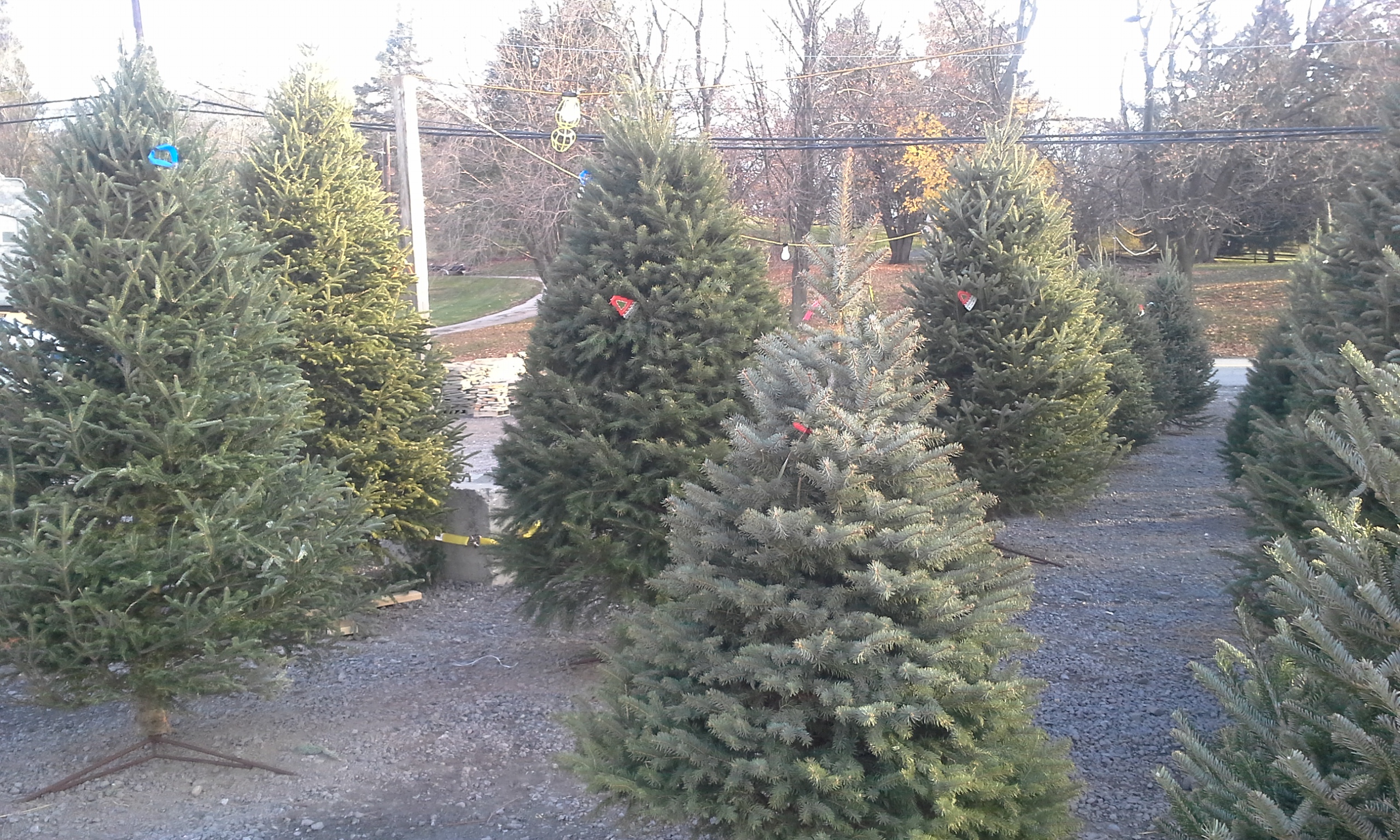 Beautiful Christmas Trees For Sale Conestoga Stone